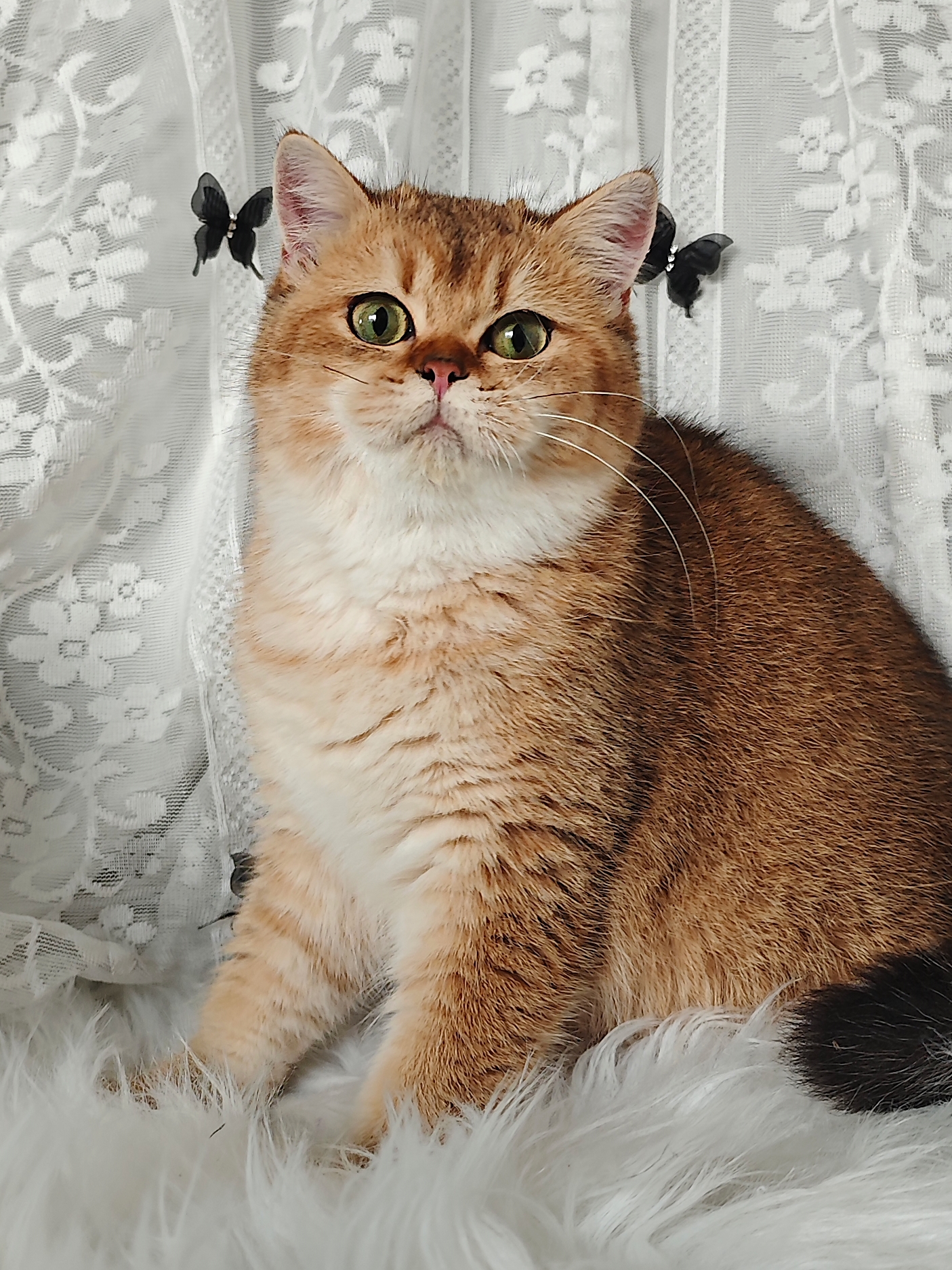 结构超好的妹妹